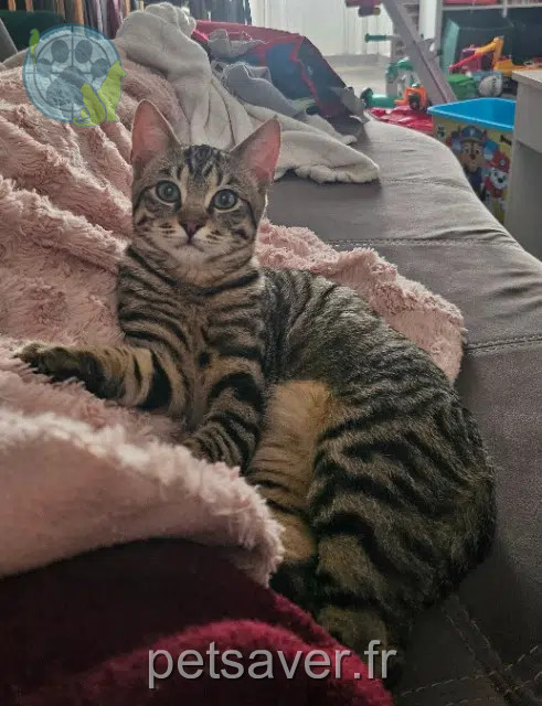 chat reunited 44850 Le Cellier Rocky