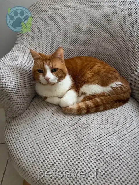 chat reunited 44350 Saint-Molf Shakespeare