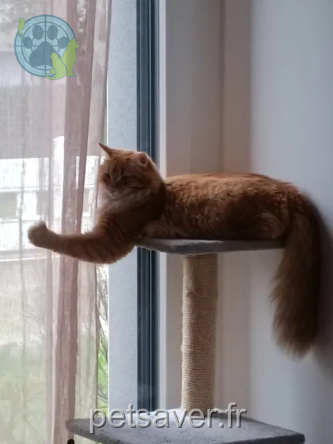 Kater reunited 44600 Saint-Nazaire Shanks