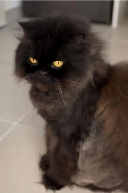 chat reunited   44800 Saint-Herblain Smocky