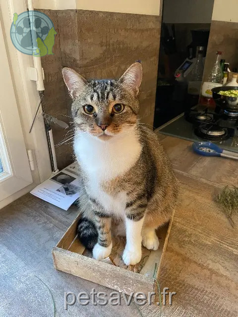 gatto reunited 44980 Sainte-Luce-sur-Loire Snow