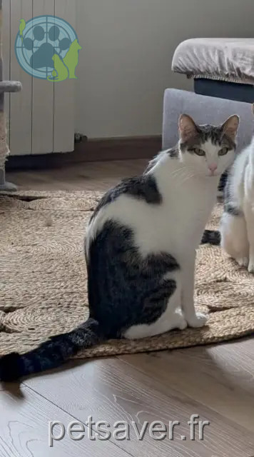 chat reunited   44470 Carquefou Sully