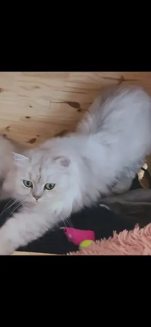 chat reunited   44260 Prinquiau Thor