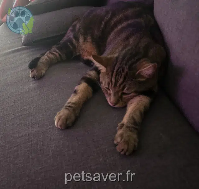 chat reunited   44580 Villeneuve-en-Retz Tigré