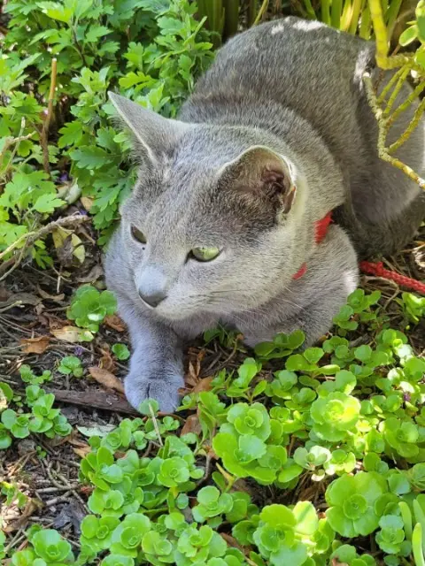chat reunited   44210 Pornic TIMOUR