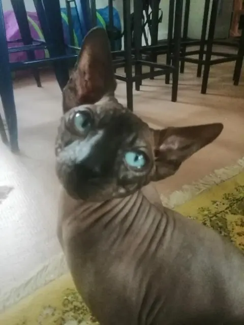 chat reunited   44160 Pontchâteau TRESOR