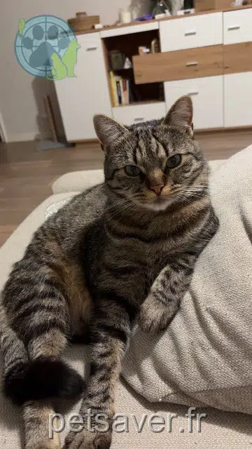 chat reunited   44860 Pont-Saint-Martin Ushio