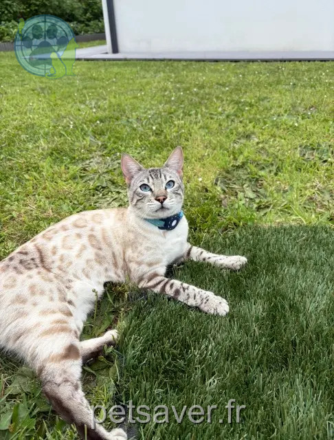 chat reunited   44470 Carquefou Usky