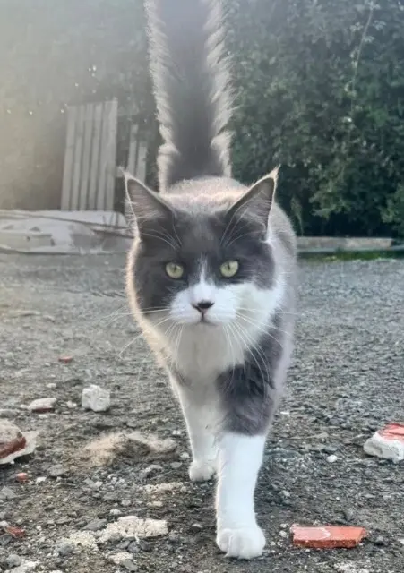 chat reunited   44310 Saint-Colomban Venom