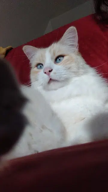 chat reunited   44730 Saint-Michel-Chef-Chef Whity