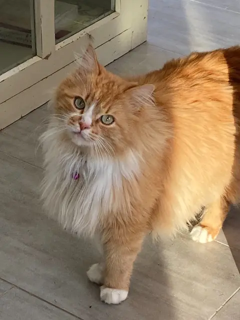 chat reunited   44470 Mauves-sur-Loire Willy