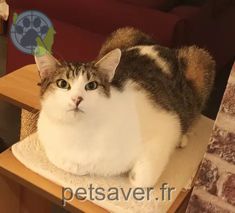 kater teruggevonden 4 Impasse des Elodées 44390 Nort-sur-Erdre Yuzu kater reunited 4 Impasse des Elodées 44390 Nort-sur-Erdre Yuzu