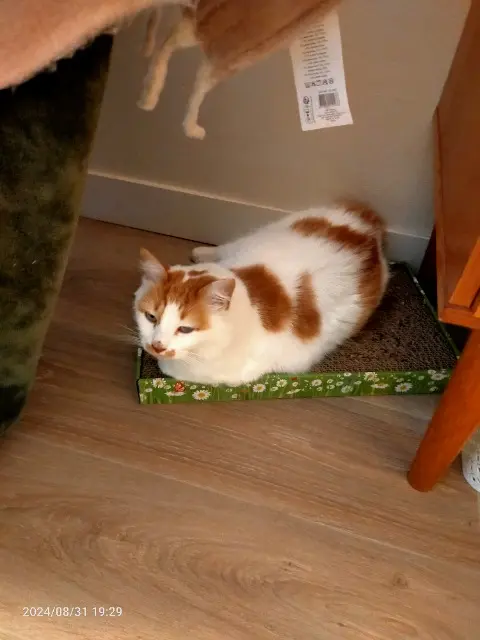 chat reunited   44720 Saint-Joachim Zoranj