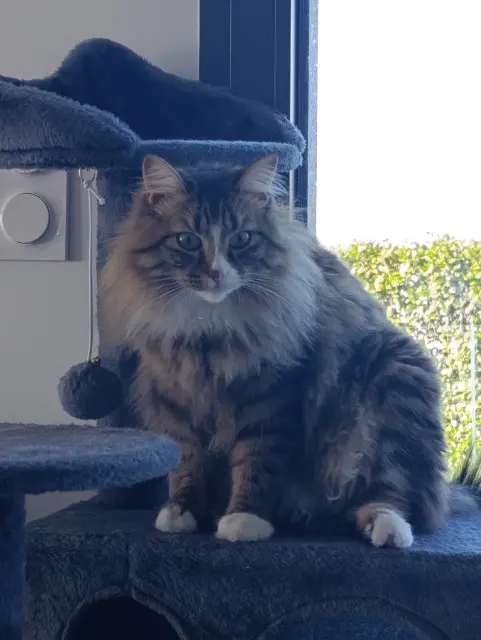 chat reunited   44590 Sion-les-Mines Zouzou