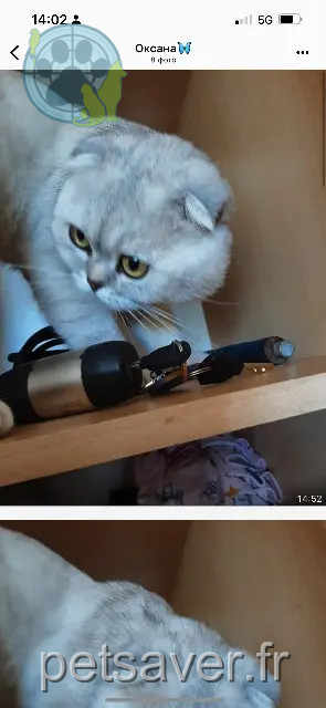 chat reunited 44700 Orvault Bilach