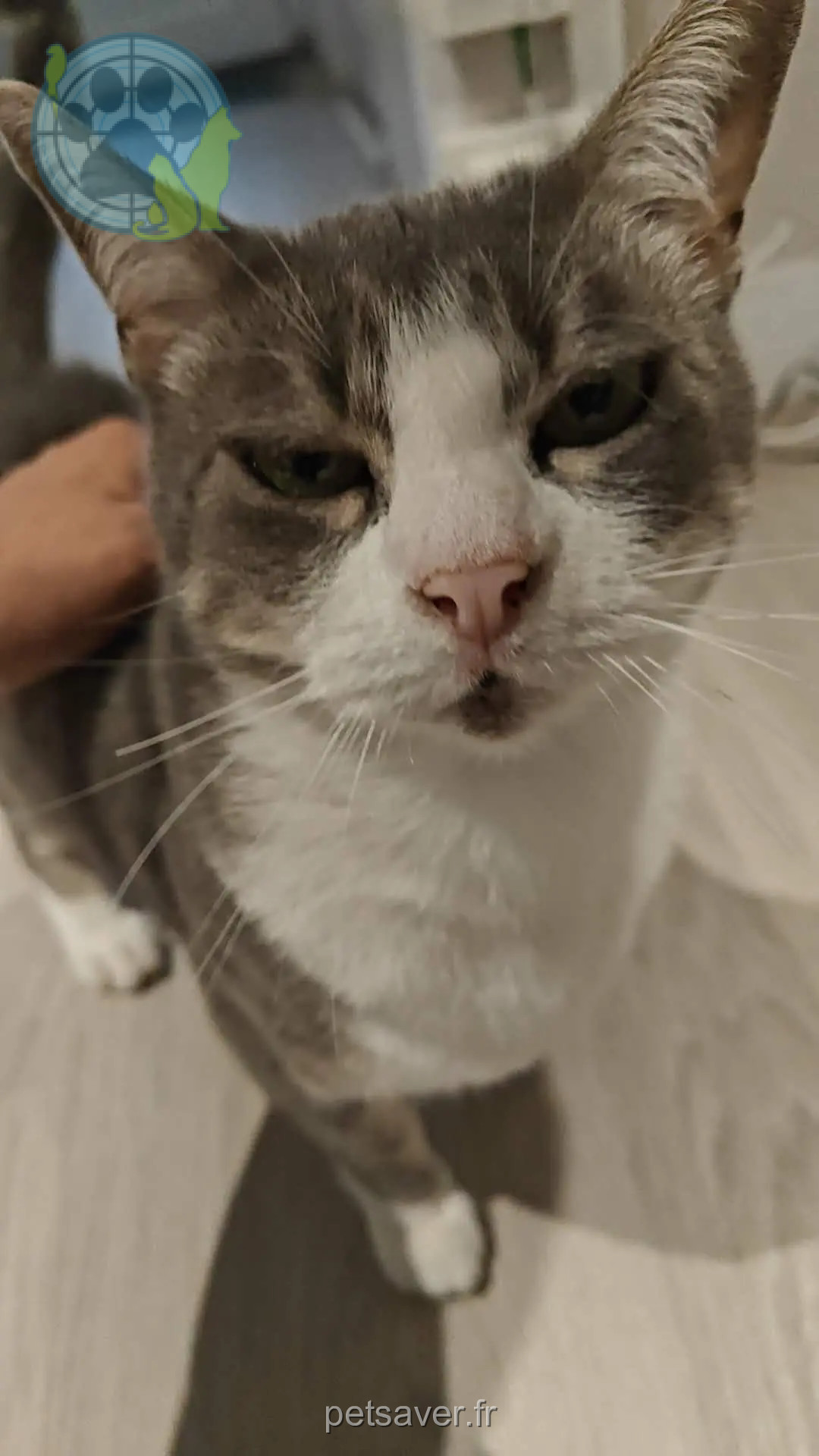 gato reunido 14 Rue de l'Aviation 44340 布盖奈 Tello gato reunited 14 Rue de l'Aviation 44340 布盖奈 Tello