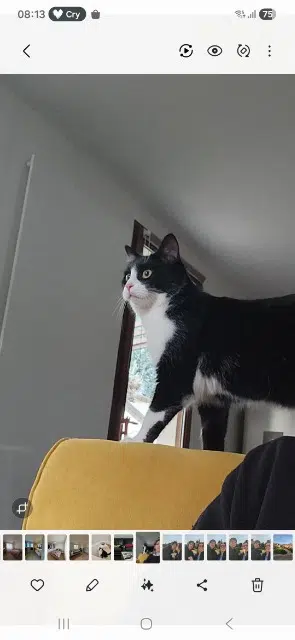 chat reunited   45140 Saint-Jean-de-la-Ruelle Albus