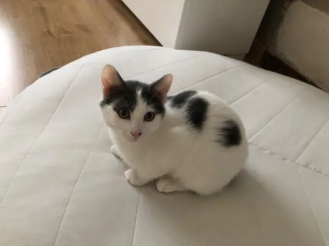 chat reunited   45650 Saint-Jean-le-Blanc Balec