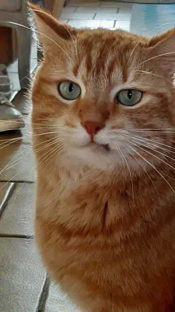 chat reunited   45560 Saint-Denis-en-Val Bill