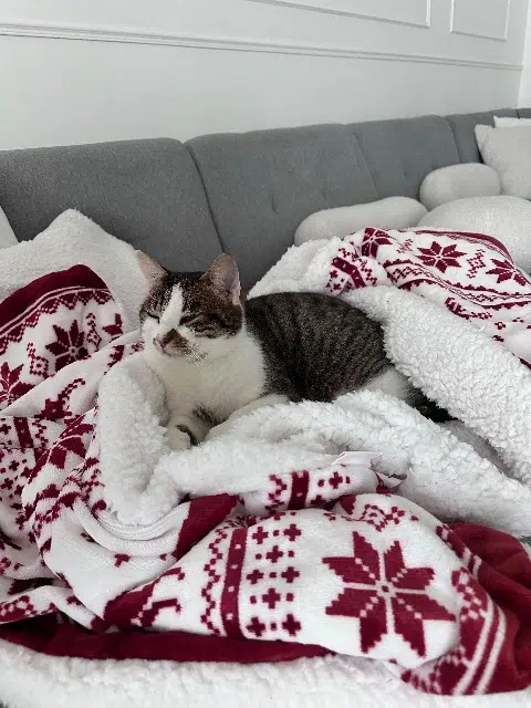 chat reunited   45760 Vennecy Calin