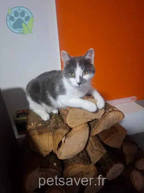 chat reunited   45380 La Chapelle-Saint-Mesmin Dusty