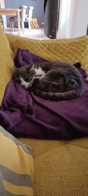 chat reunited   45130 Huisseau-sur-Mauves EZREAL