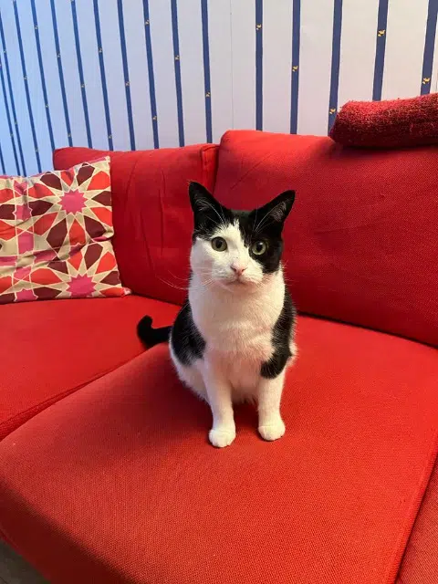 chat reunited   45240 La Ferté-Saint-Aubin Gaspard