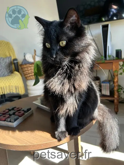 chat reunited 45130 Saint-Ay Griffon (Mimine)