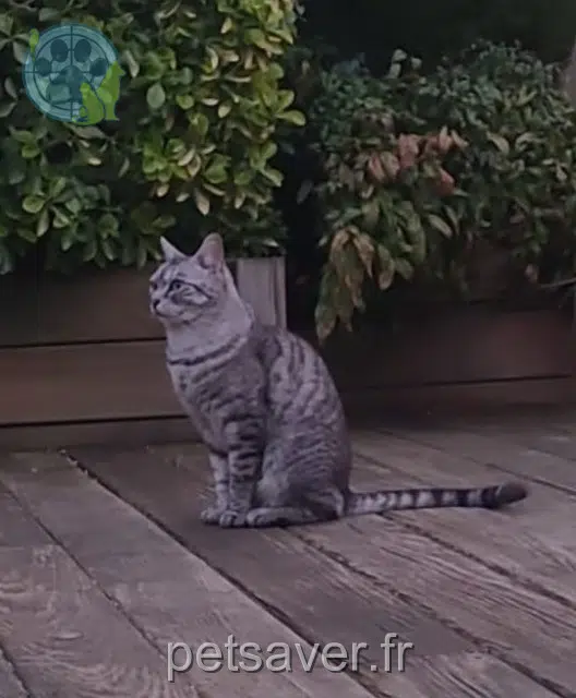 gato reunited   45500 Saint-Gondon Loukoum
