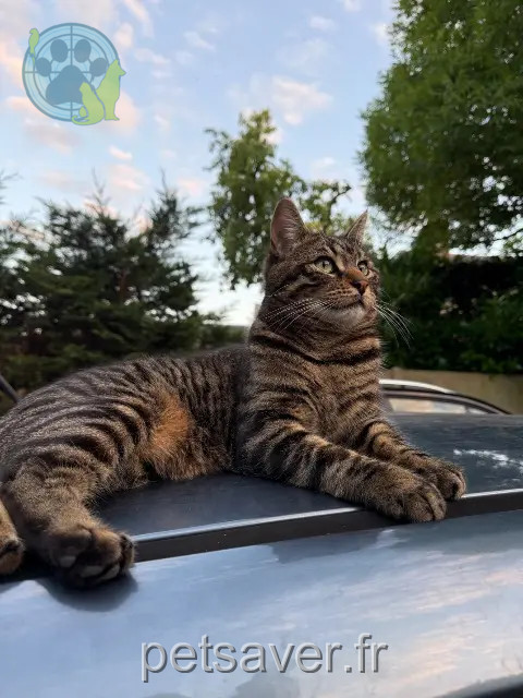 chat reunited 45650 Saint-Jean-le-Blanc Marcel