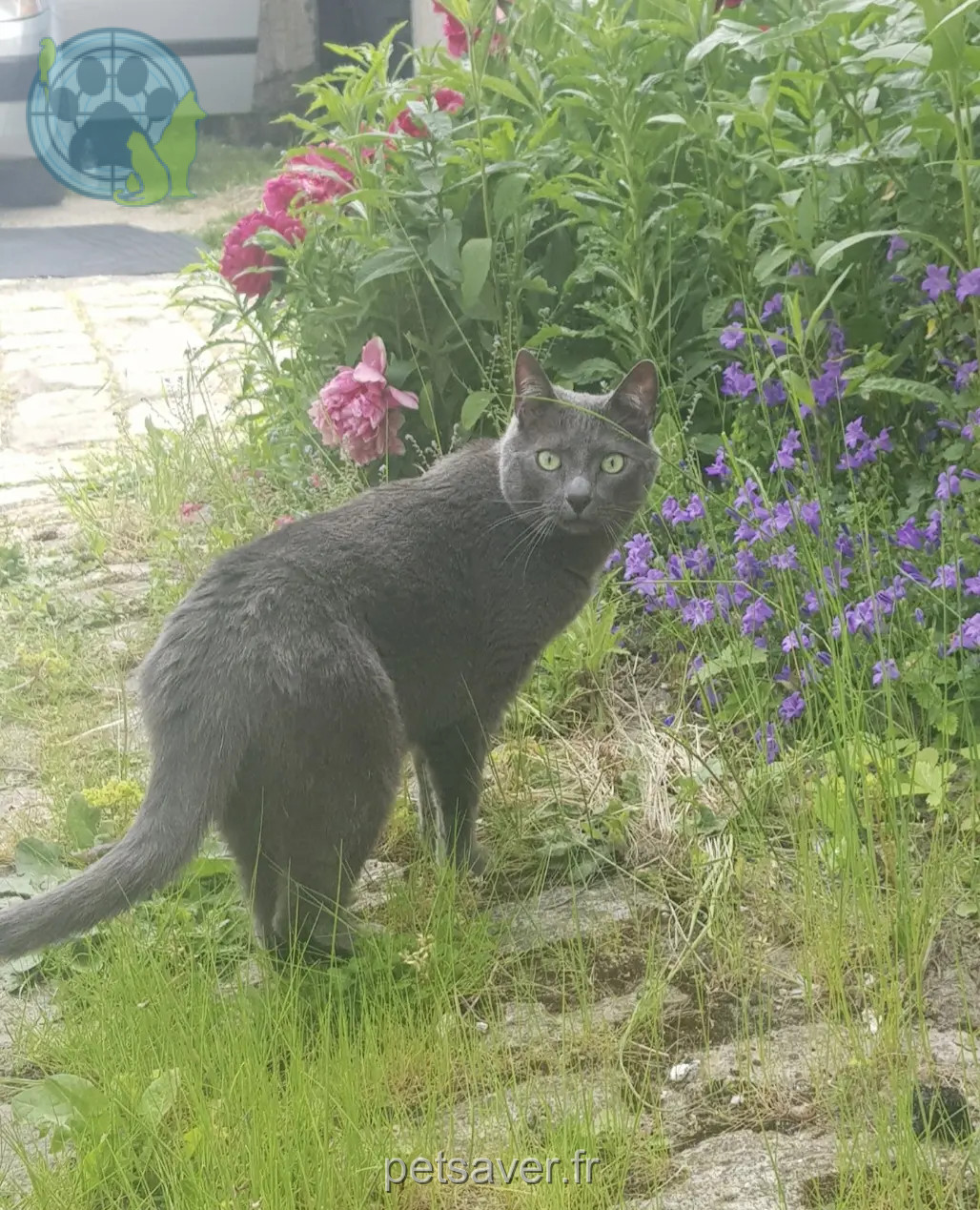 chat reunited 45300 Pithiviers Merlin