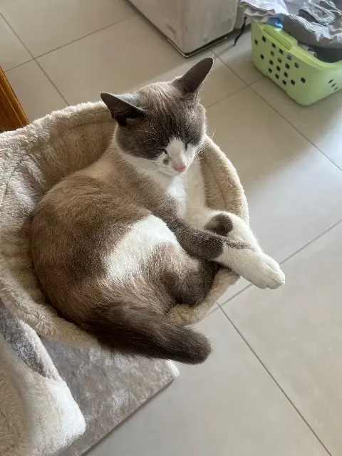 chat reunited   45430 Chécy Mimi