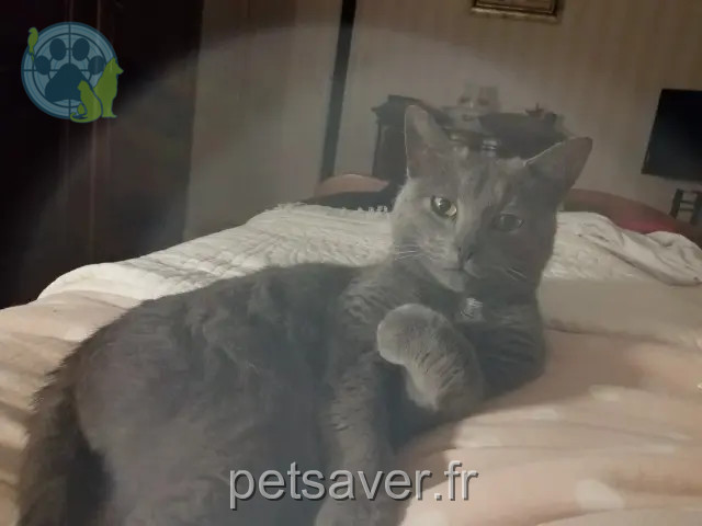 chat reunited   45130 Saint-Ay Minou
