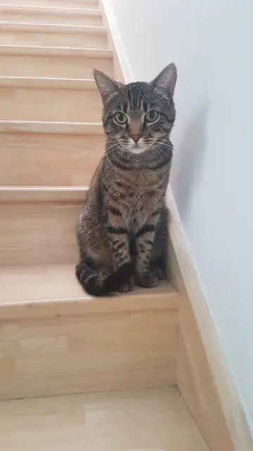 chat reunited   45800 Saint-Jean-de-Braye Mitsu