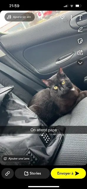 chat reunited   45500 Gien Miya