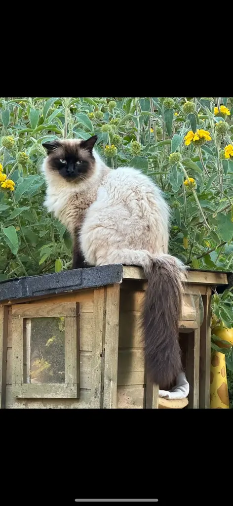 Chat Perdu 45 Loiret - Moka Chat Perdu 45 Loiret - Moka