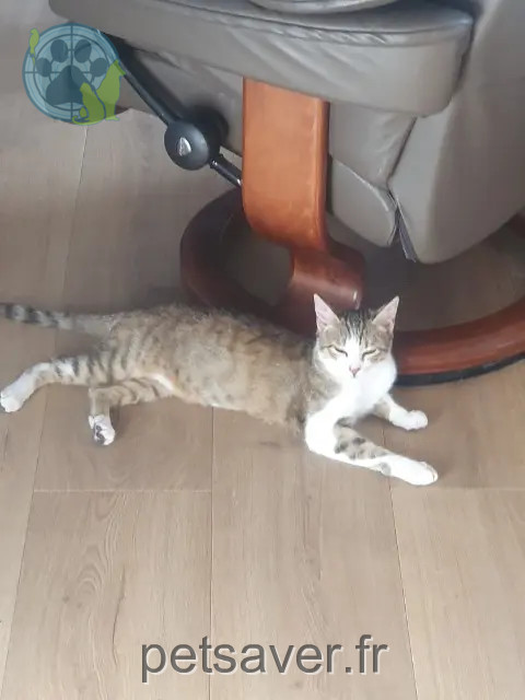 chat reunited 45740 Lailly-en-Val Nala