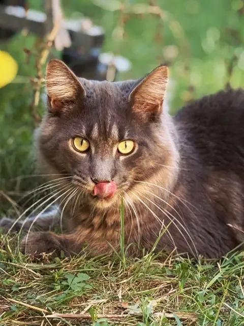 chat reunited   45210 Nargis Cesar