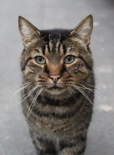 chat reunited   45300 Pithiviers Nounou