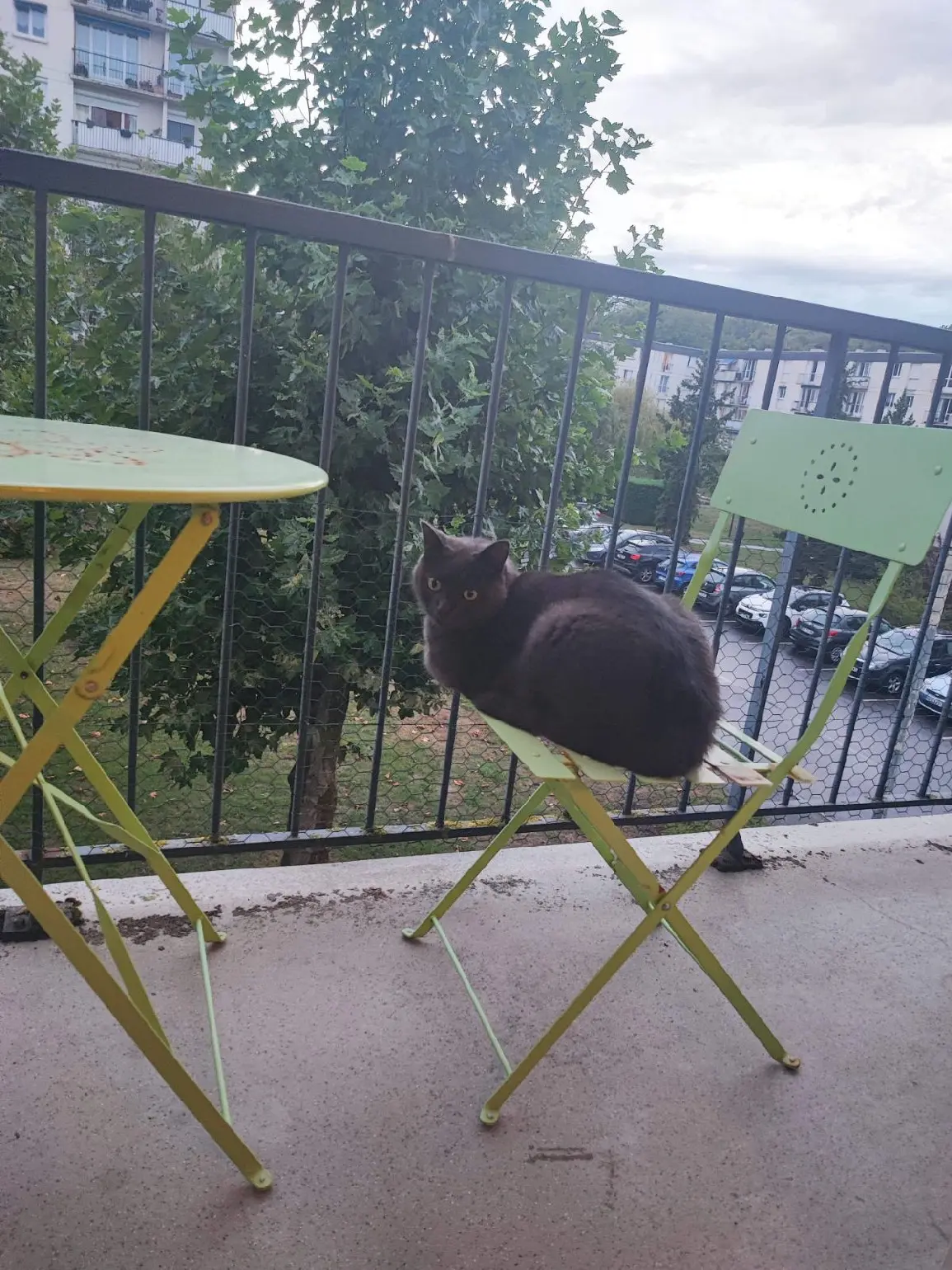 Chat Perdu 45 Loiret - Obi-wan