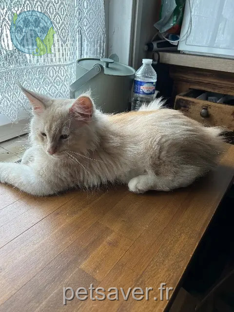 chat reunited    Orléans Ayko