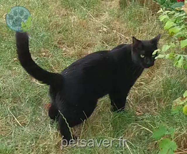 chat reunited   45000 Orléans Chili