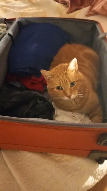 chat reunited    Orléans MAXIMUS