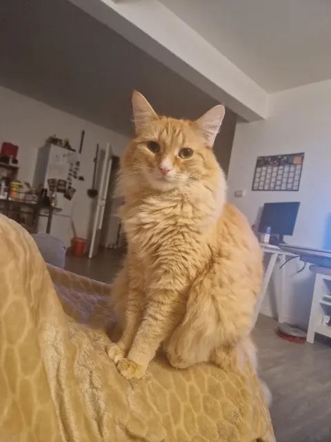 chat reunited    Orléans Moonie