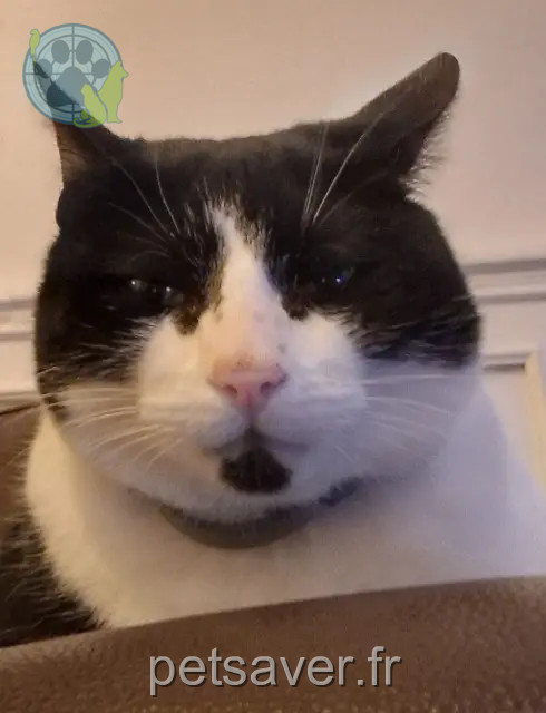 Kater reunited Orléans Moustache