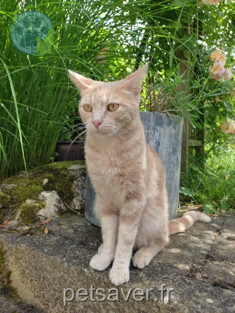chat reunited 45000 Orléans Raoul