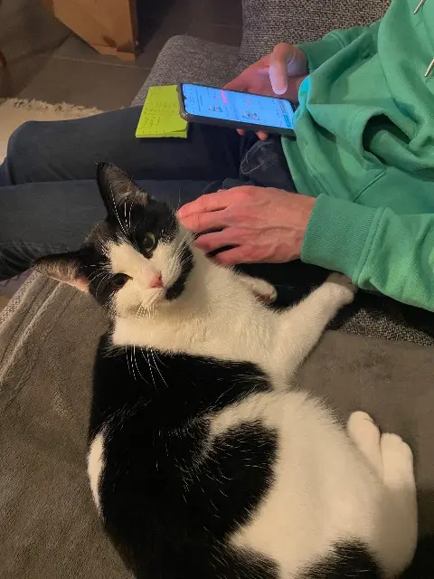 cat reunited    Orléans Ulysse