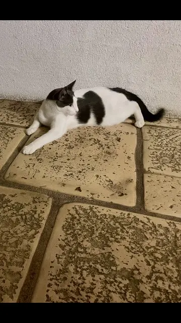 chat reunited    Orléans Yuzu