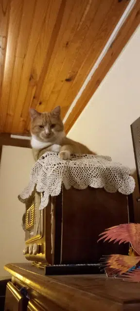 chat reunited   45340 Boiscommun Pilou