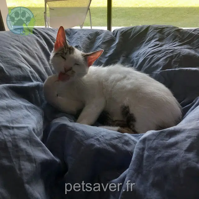 chat reunited 45110 Châteauneuf-sur-Loire Pistache